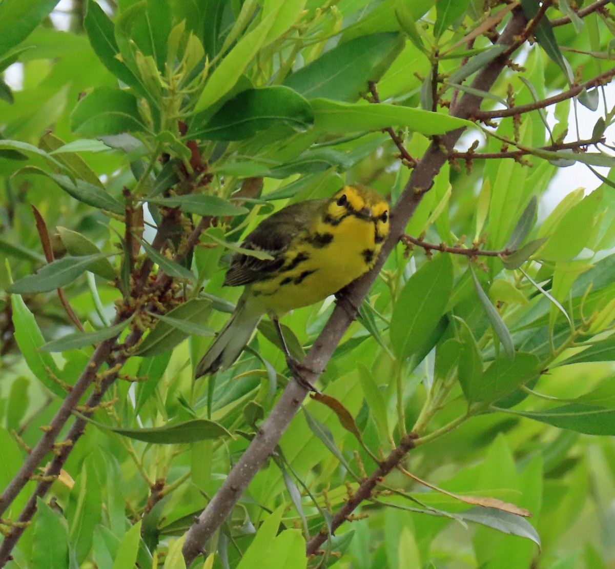 Prairie Warbler - JoAnn Potter Riggle 🦤