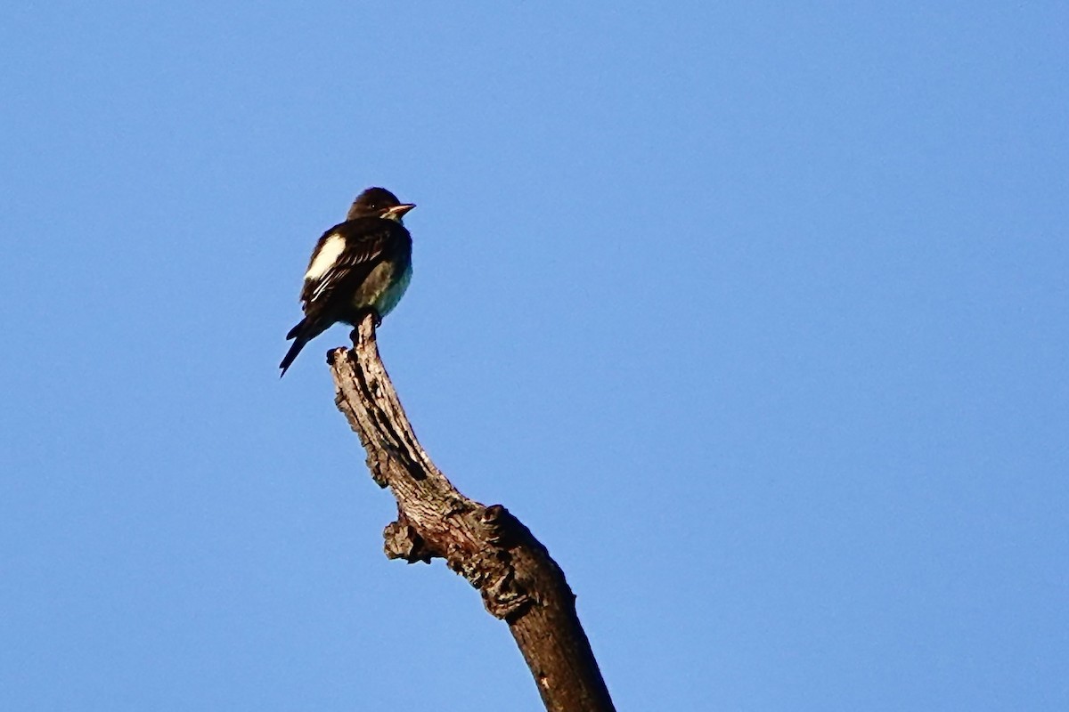 Olive-sided Flycatcher - Rob Keys