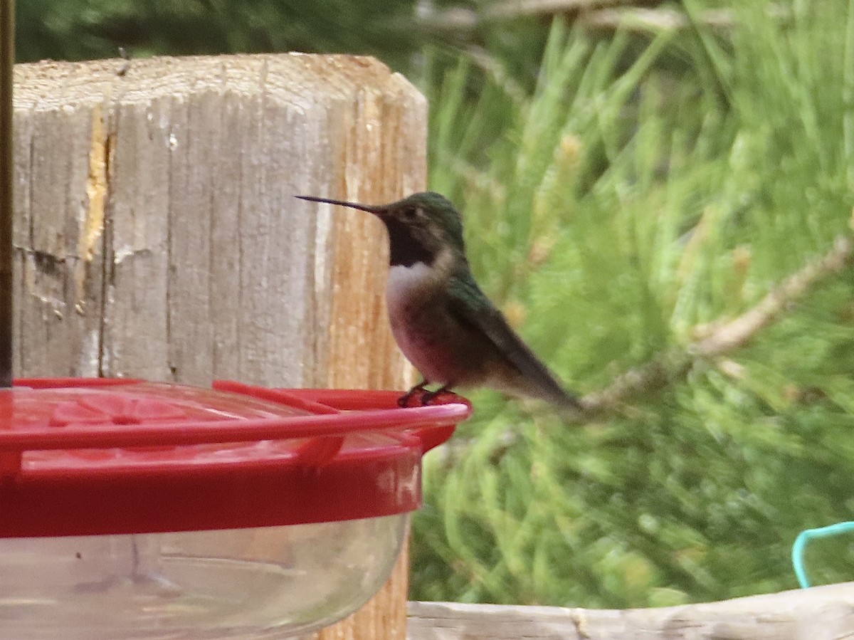 Broad-tailed Hummingbird - Mohini Rawool-Sullivan