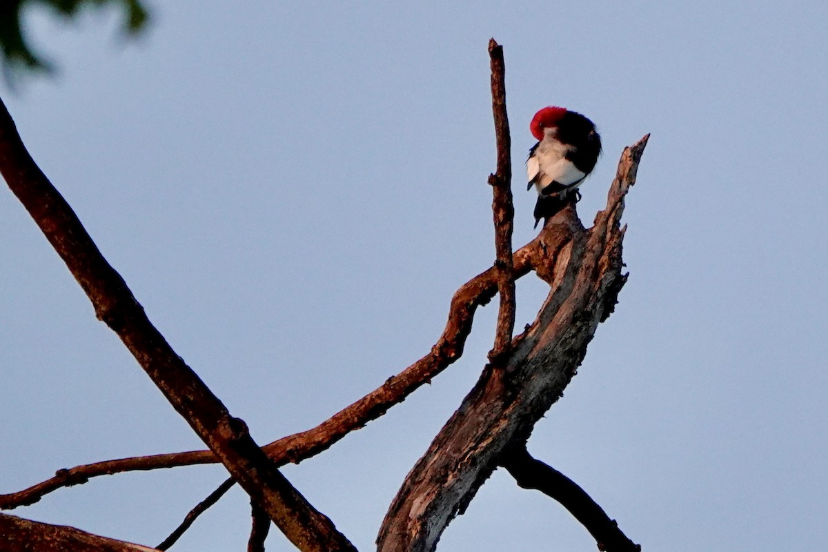 Red-headed Woodpecker - Rob Keys