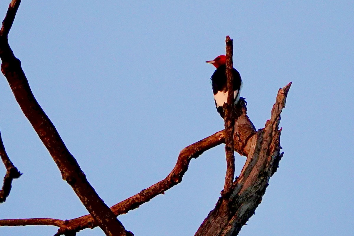 Red-headed Woodpecker - Rob Keys