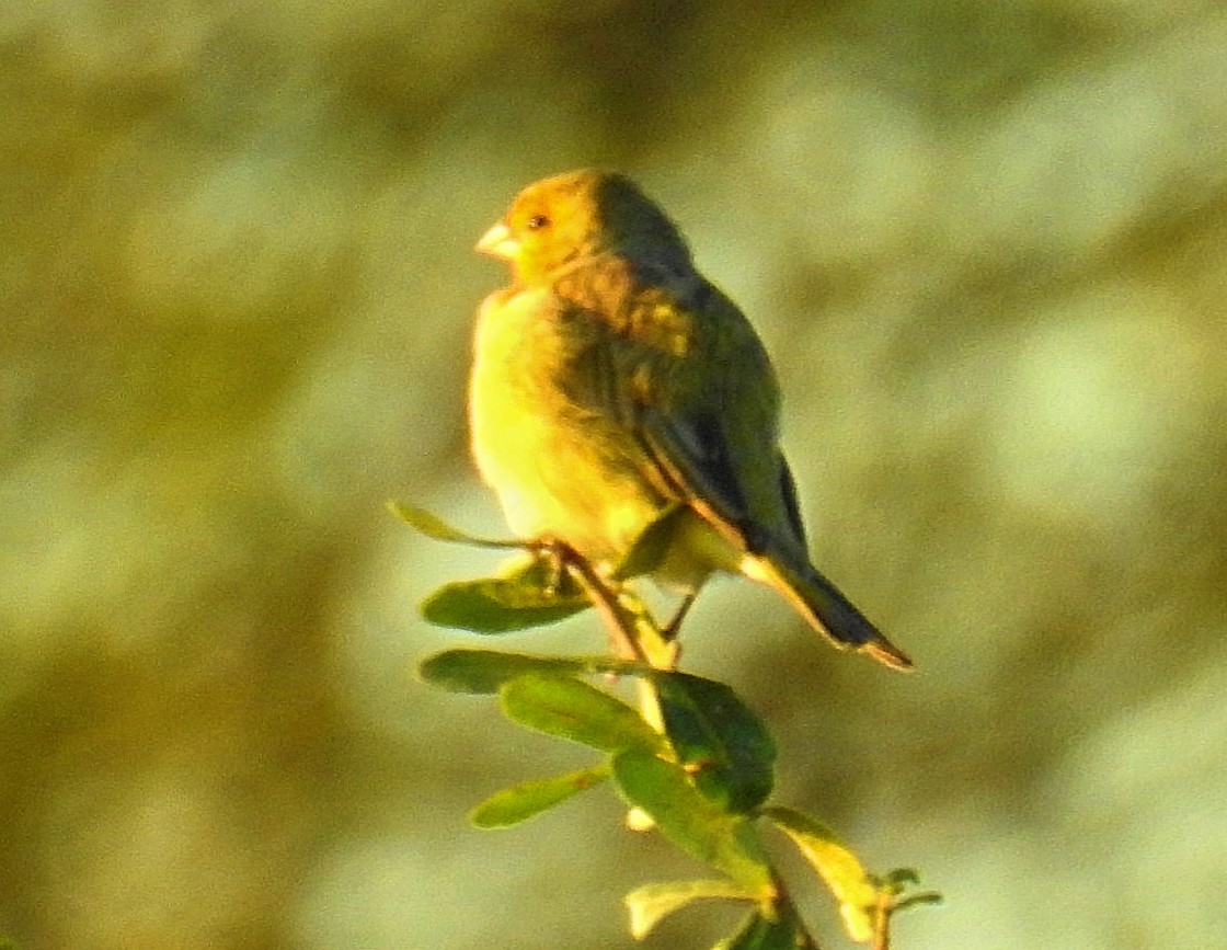 Saffron Finch - Daniel Lescano