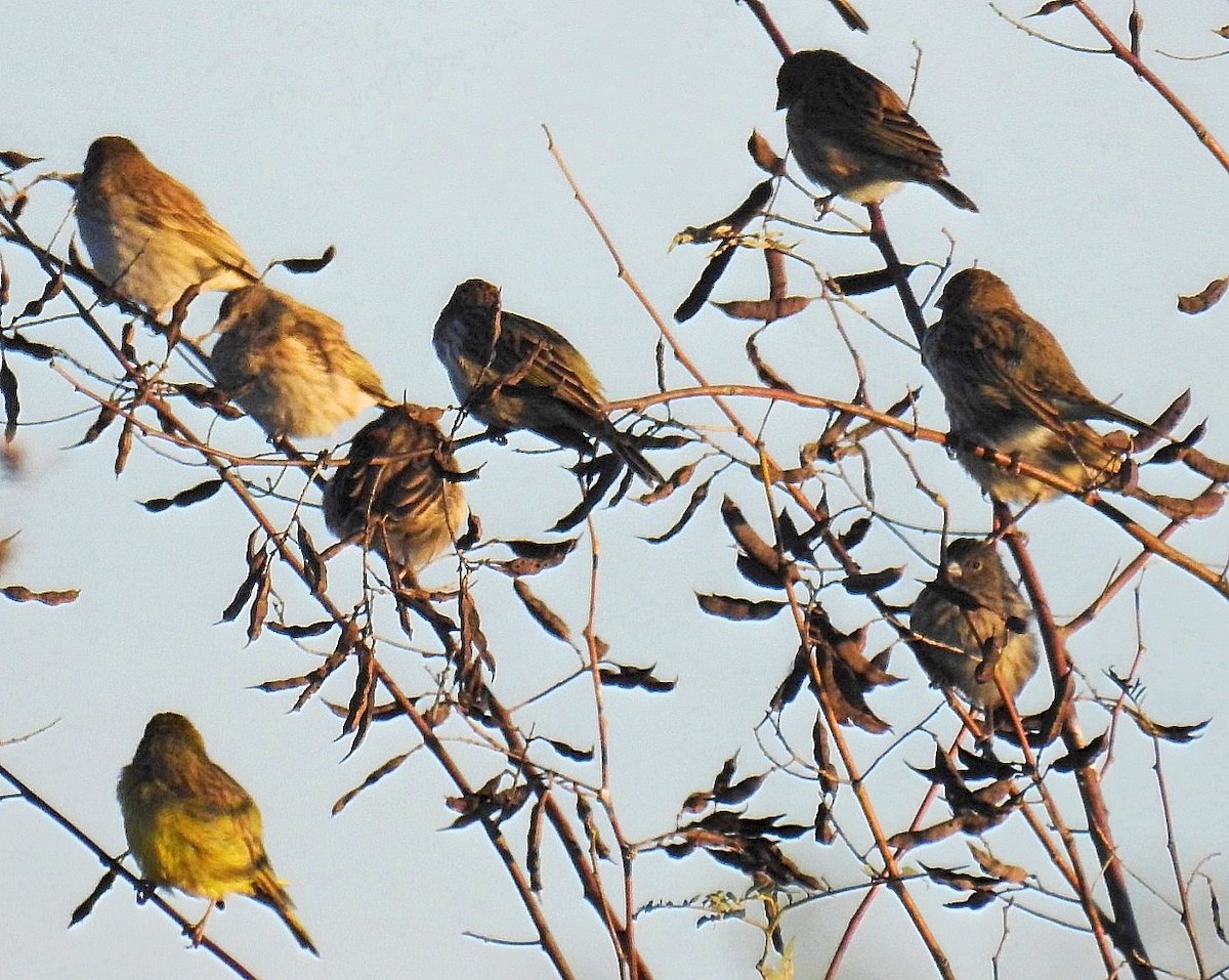 Saffron Finch - Daniel Lescano