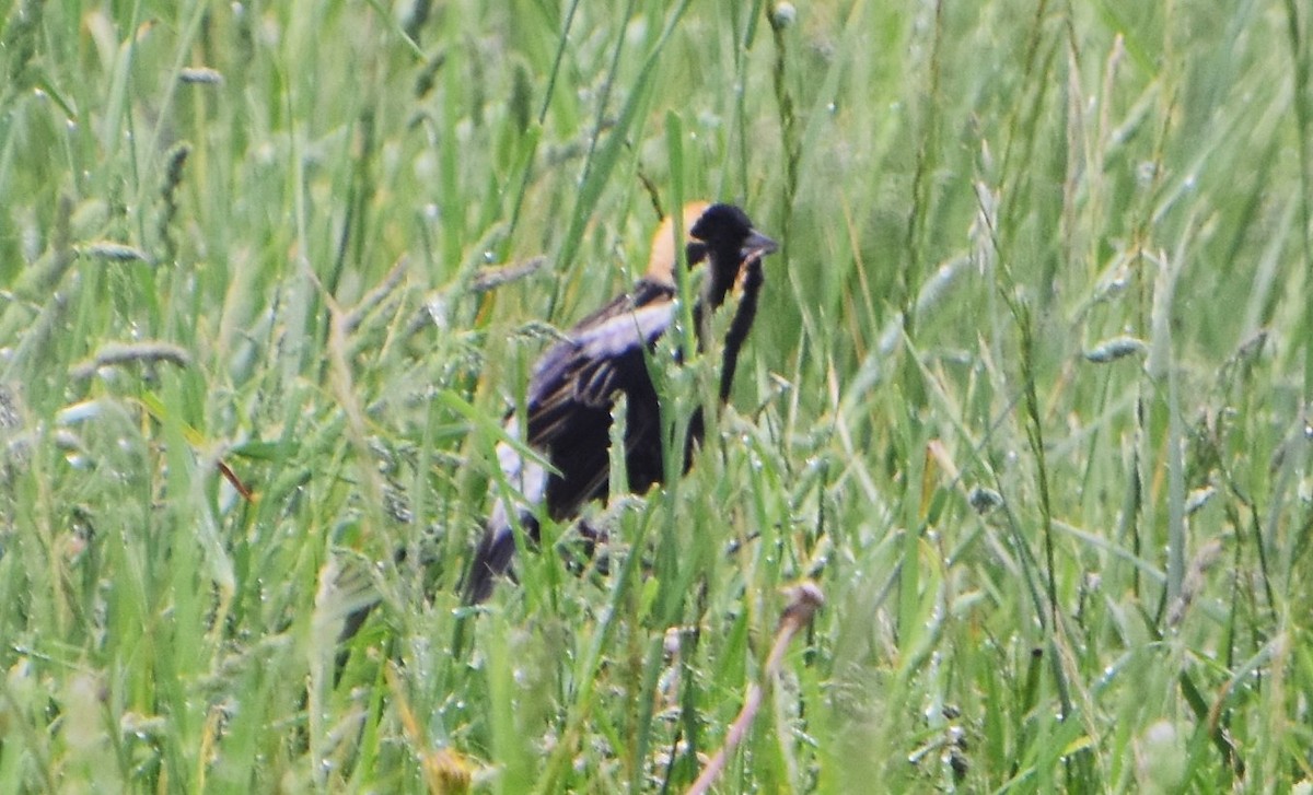 Bobolink - Scott Jackson