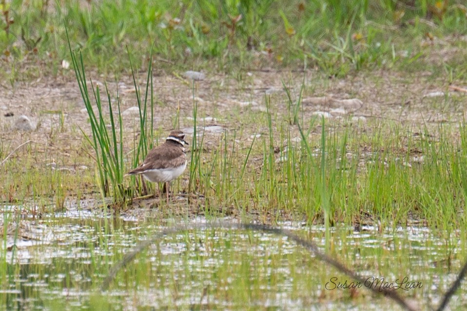 Killdeer - ML619251024