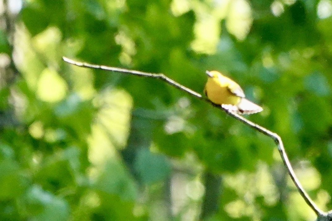 Prothonotary Warbler - Rob Keys
