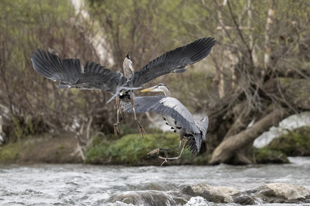 Great Blue Heron - ML619251060