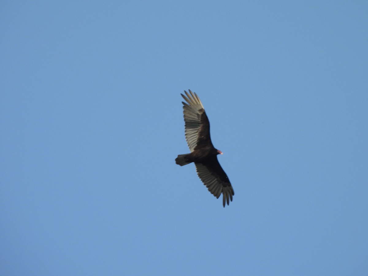 Turkey Vulture - ML619251105