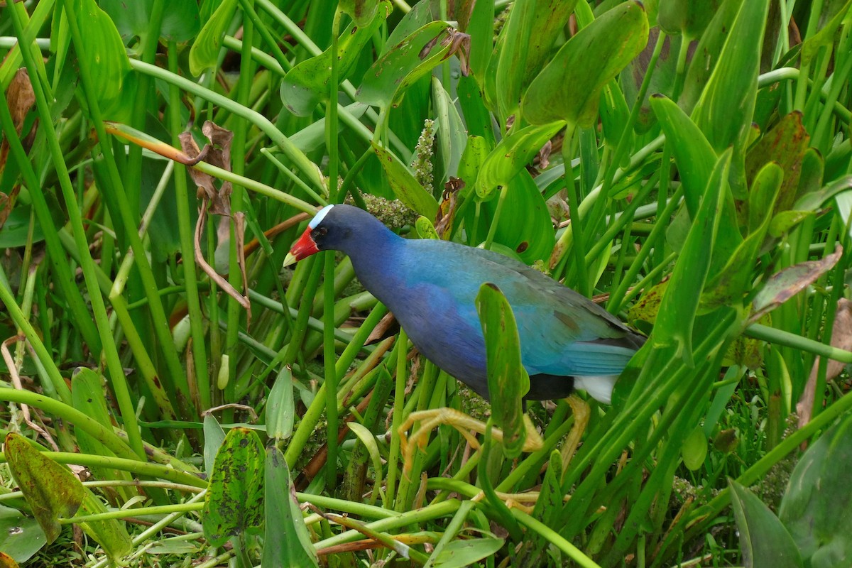 Purple Gallinule - Ron Smith