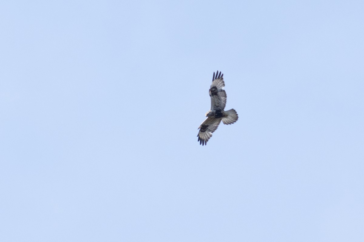 Rough-legged Hawk - Marshall Iliff