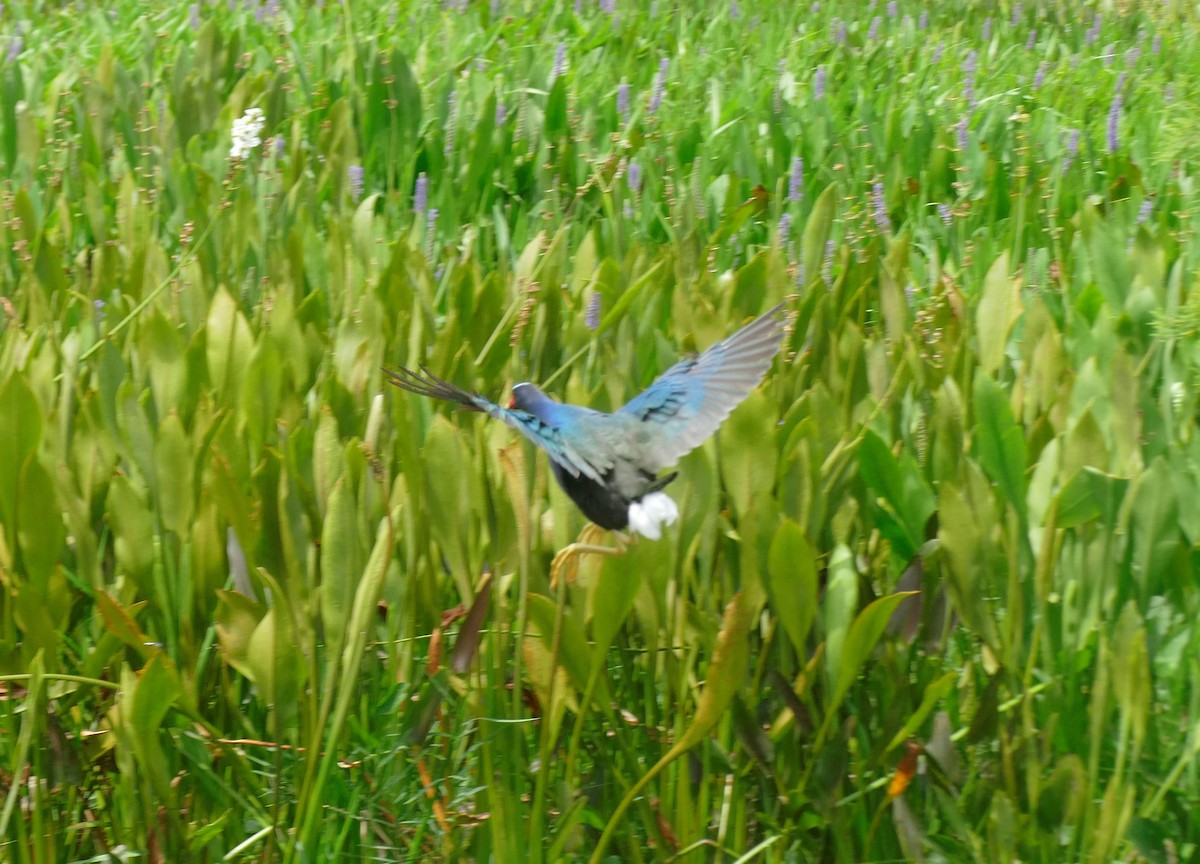 Purple Gallinule - Ron Smith