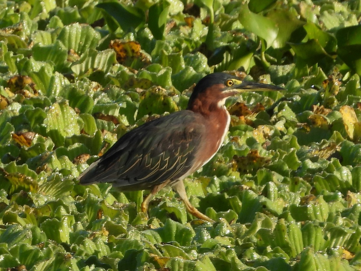 Green Heron - Nick Komar