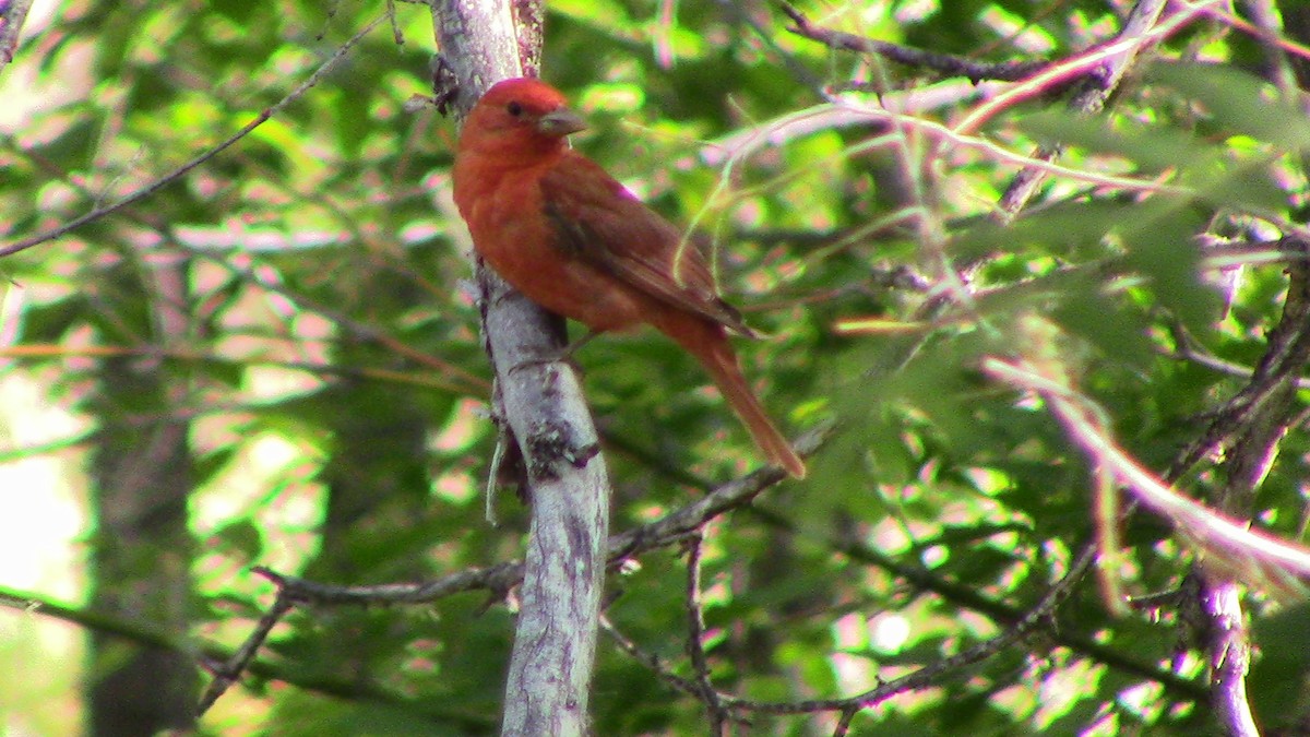 Summer Tanager - Owen Anderson