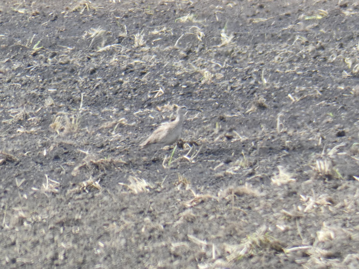 Whimbrel - Larry Cowan