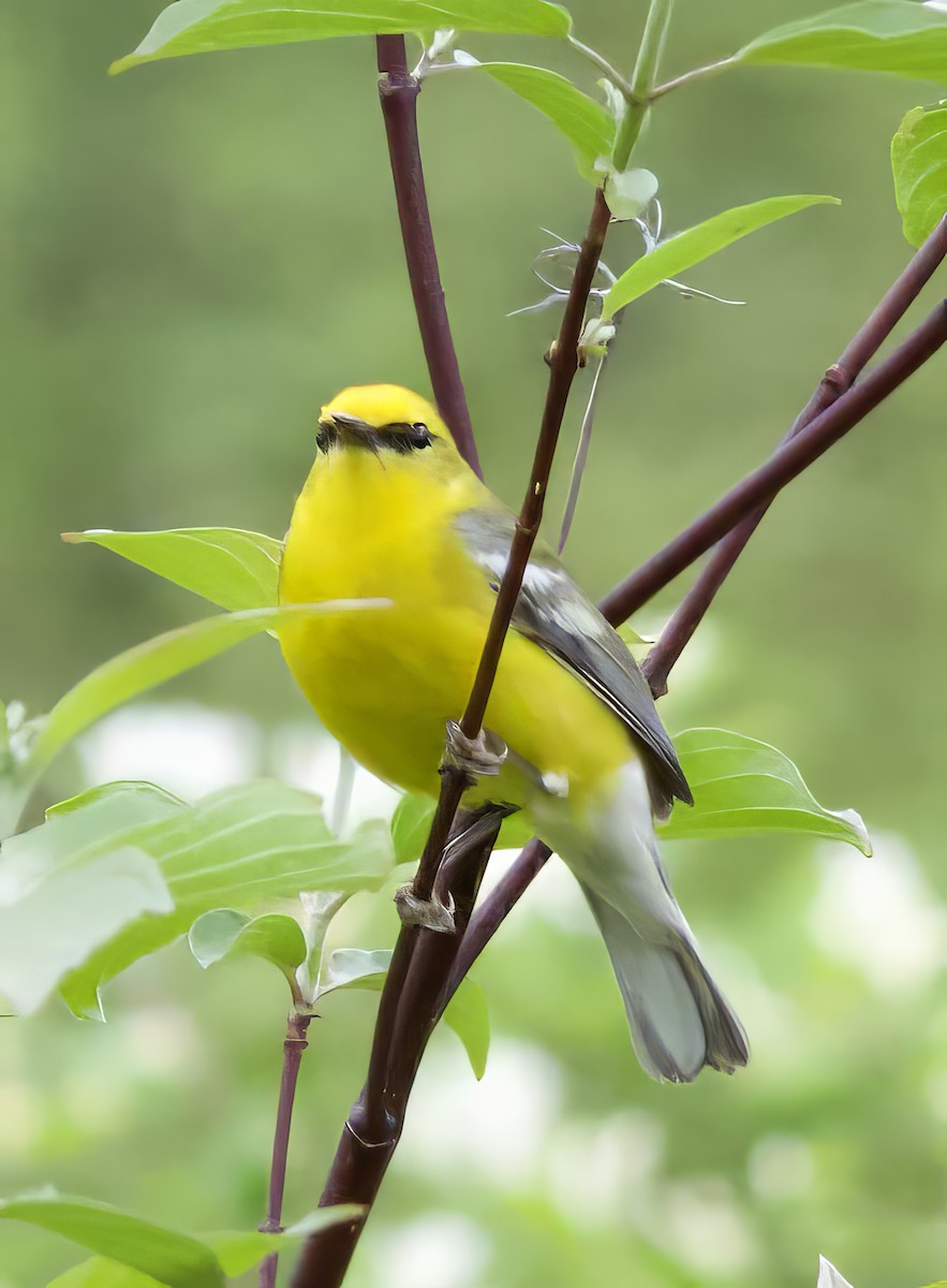 Blue-winged Warbler - Theodore  Anderson