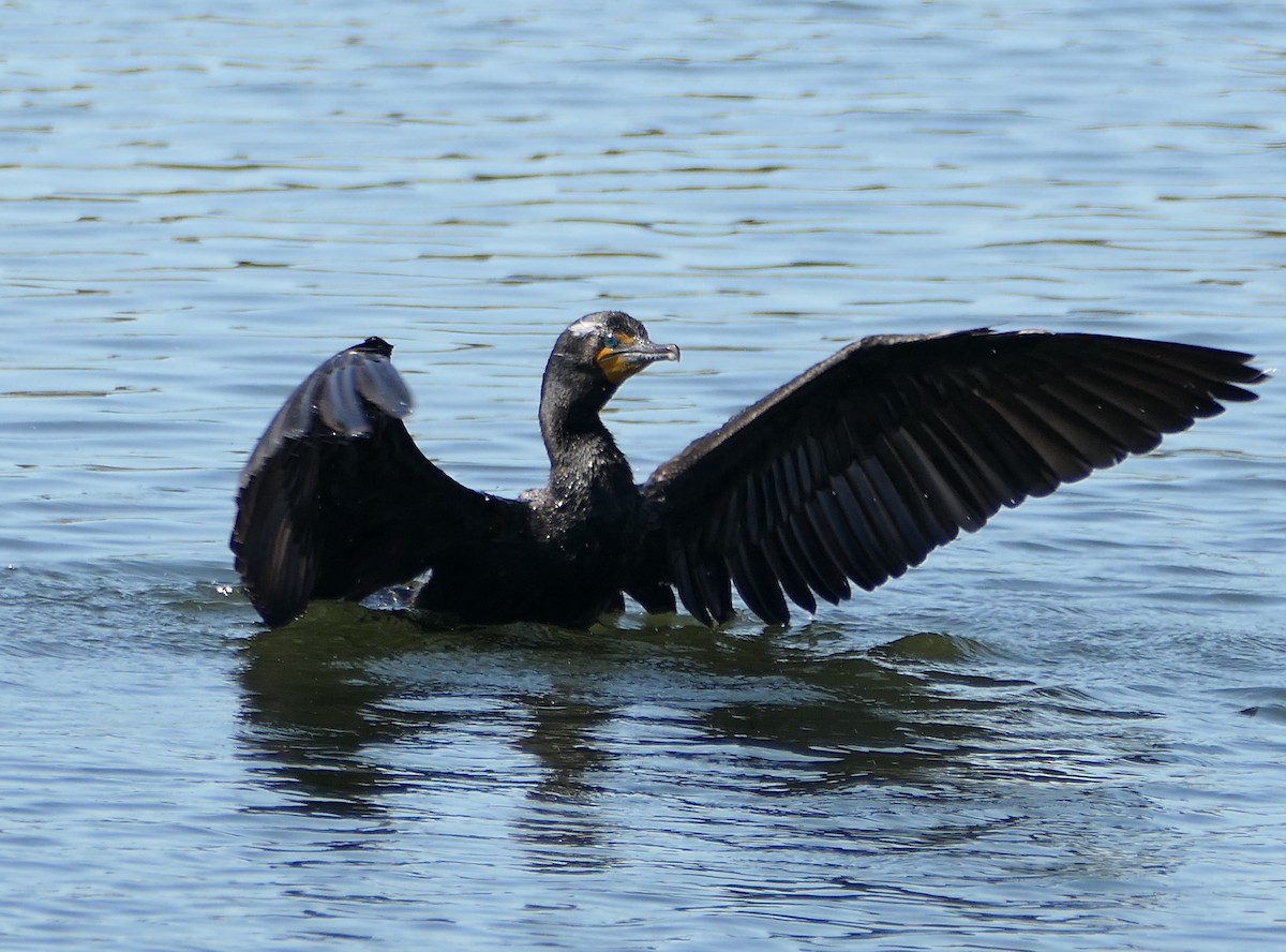 Double-crested Cormorant - Melanie Barnett