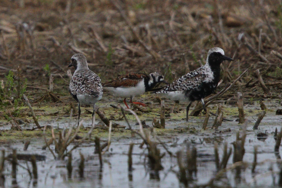 Ruddy Turnstone - ML619251152