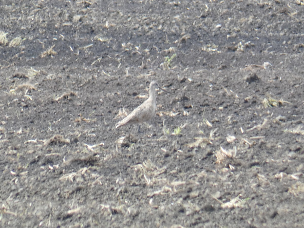 Marbled Godwit - ML619251158