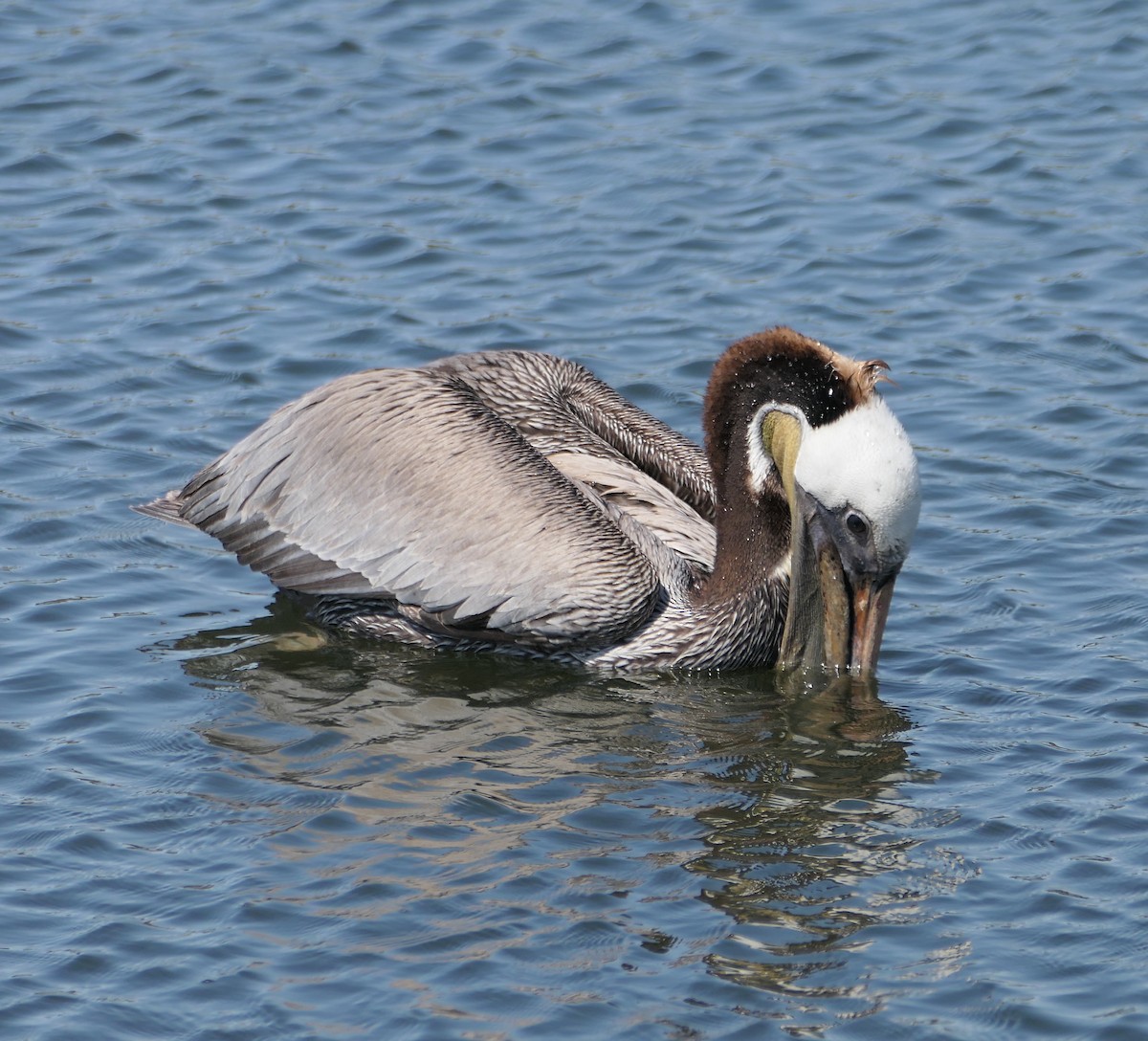 Brown Pelican - Melanie Barnett