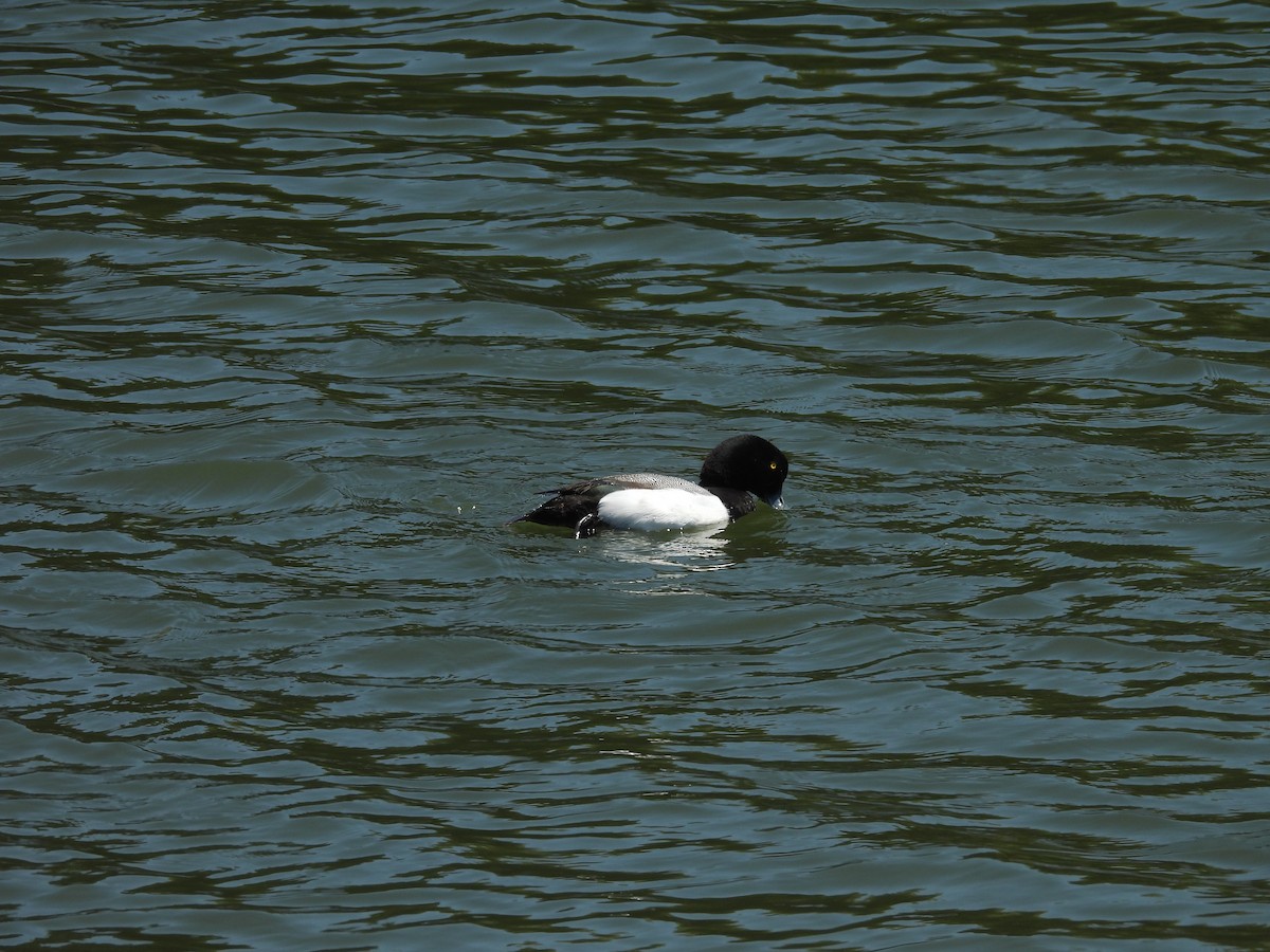 Greater Scaup - ML619251164
