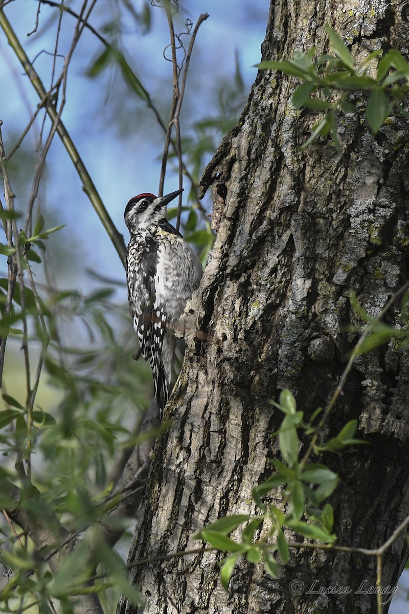 Yellow-bellied Sapsucker - Lucien Lemay