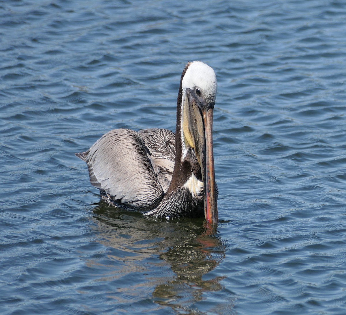 Brown Pelican - Melanie Barnett