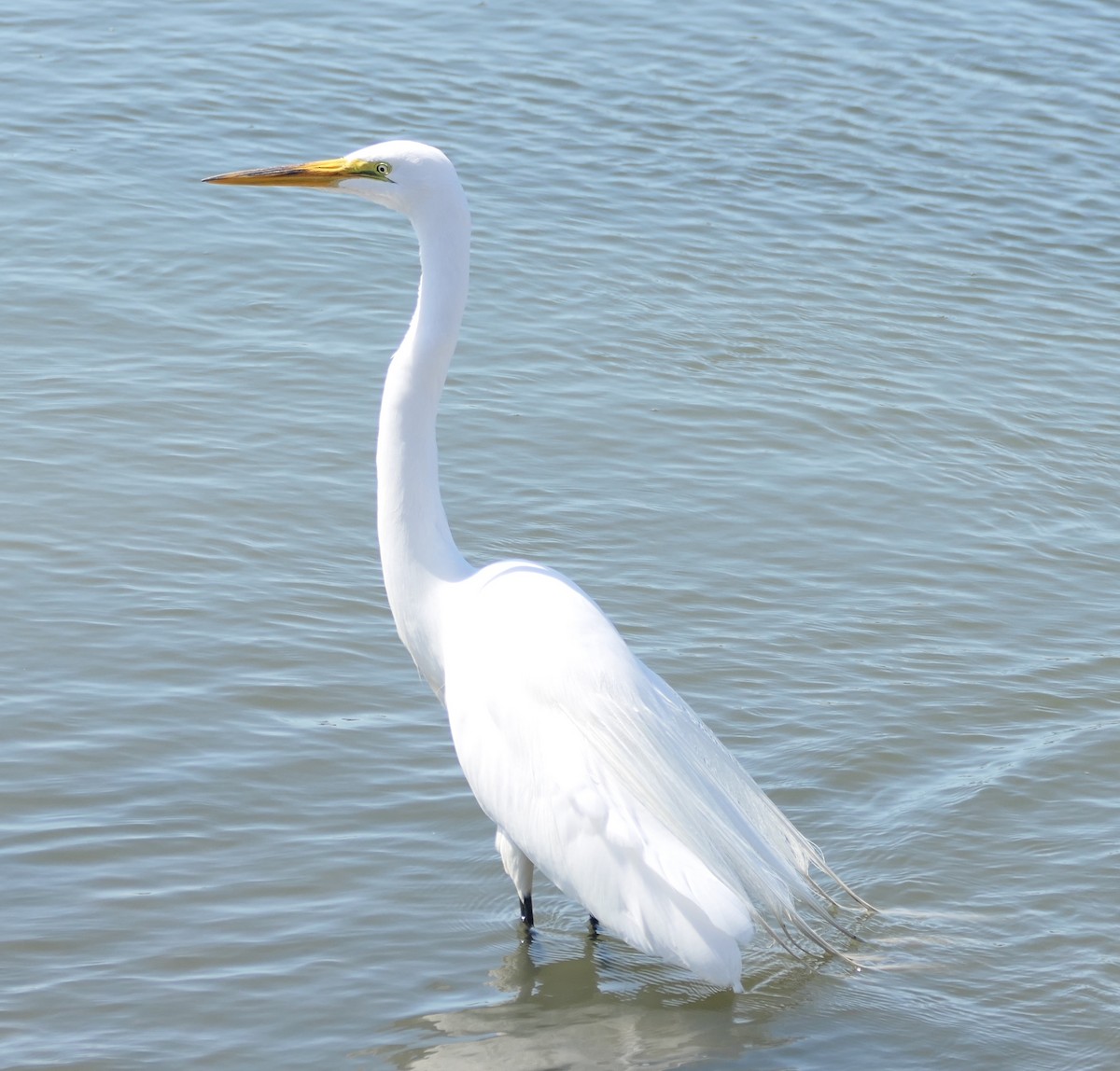 Great Egret - Melanie Barnett