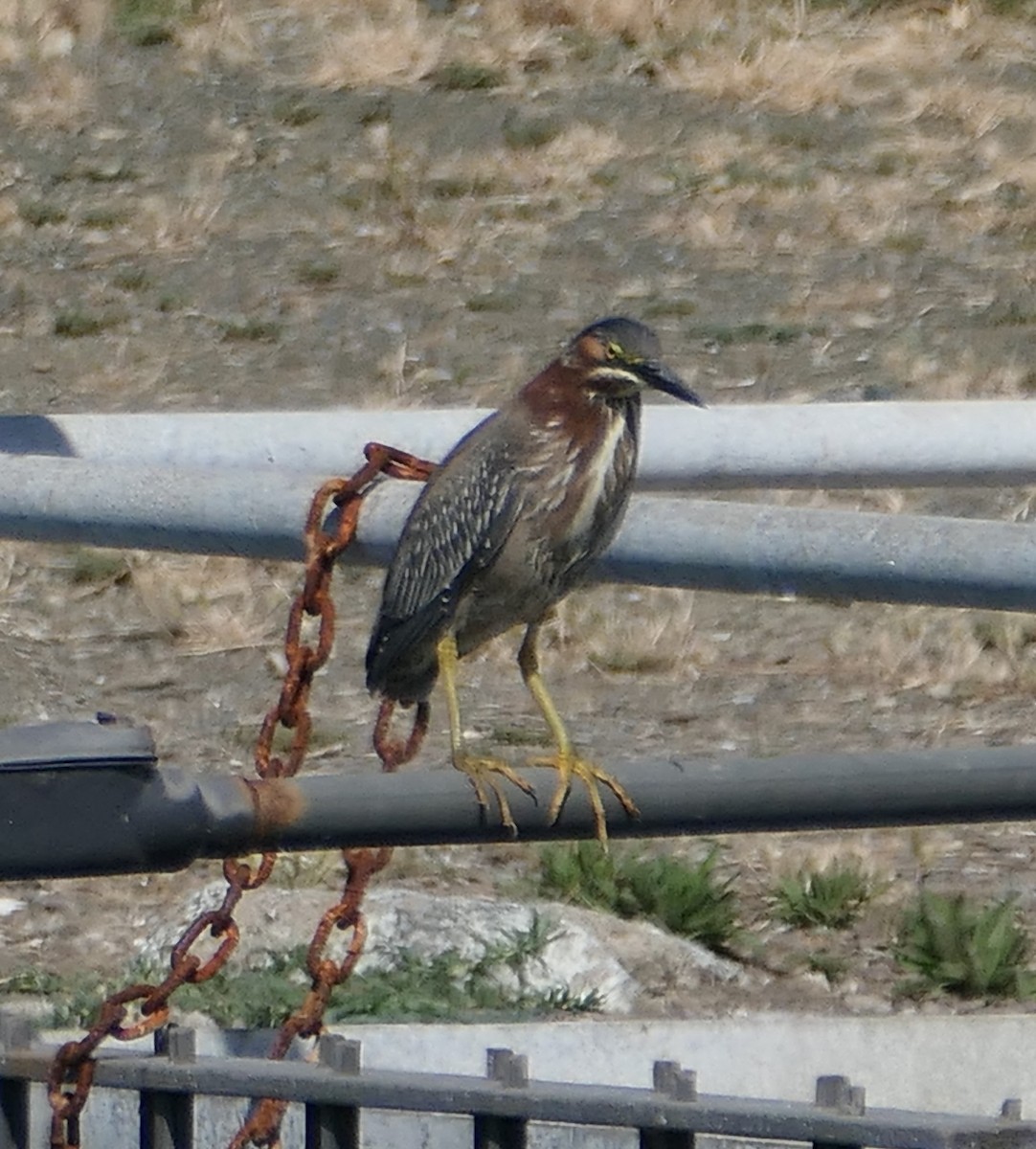 Green Heron - Melanie Barnett