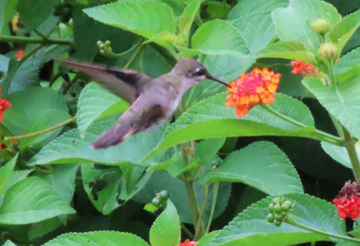 Ruby-topaz Hummingbird - ML619251206