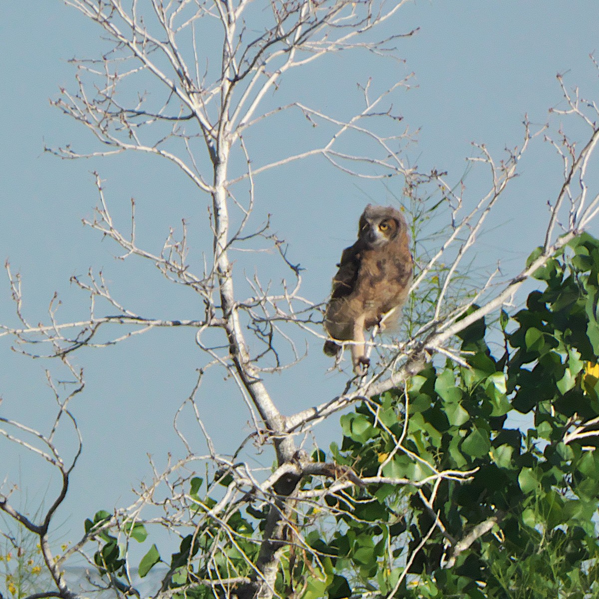 Great Horned Owl - ML619251215