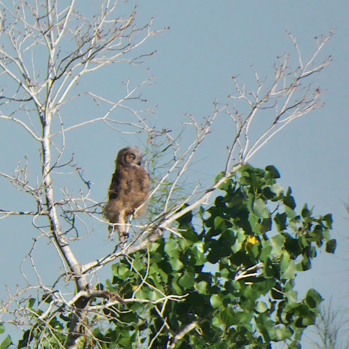 Great Horned Owl - ML619251216