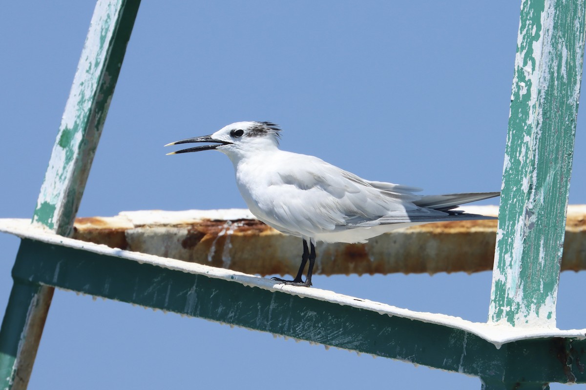 Sandwich Tern - ML619251217