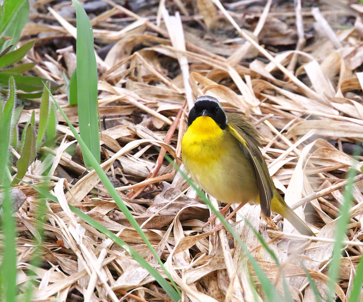 Common Yellowthroat - ML619251222