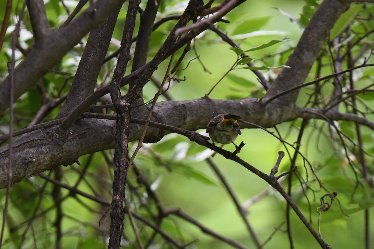 American Redstart - ML619251231