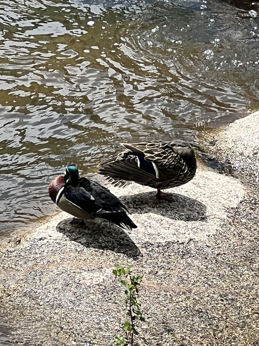 Wood Duck - ML619251237