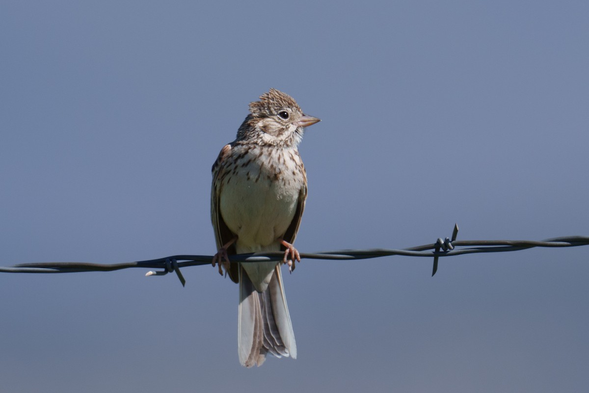 Vesper Sparrow - Linda Chittum