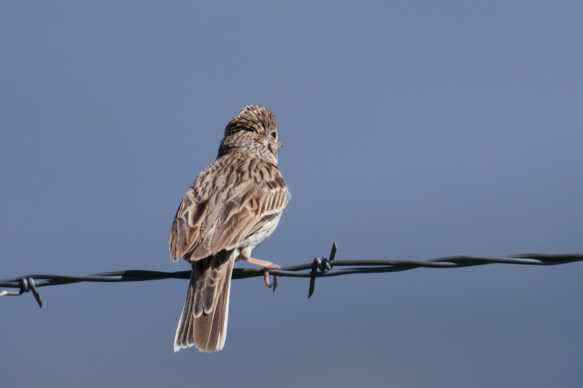 Vesper Sparrow - Linda Chittum