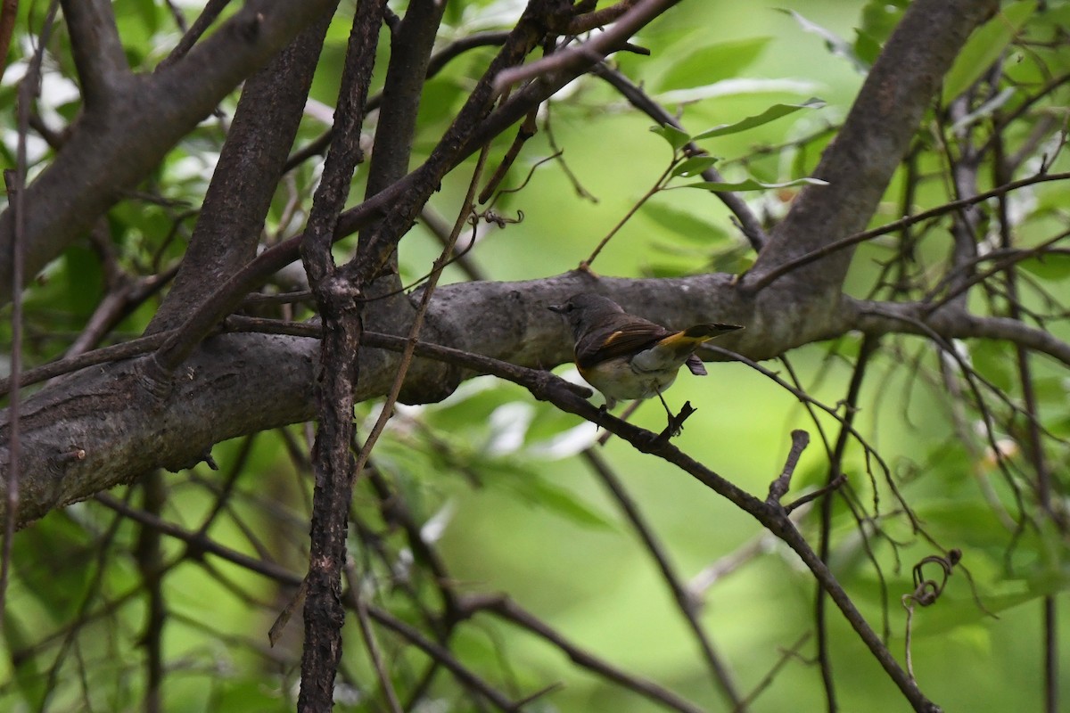 American Redstart - ML619251245