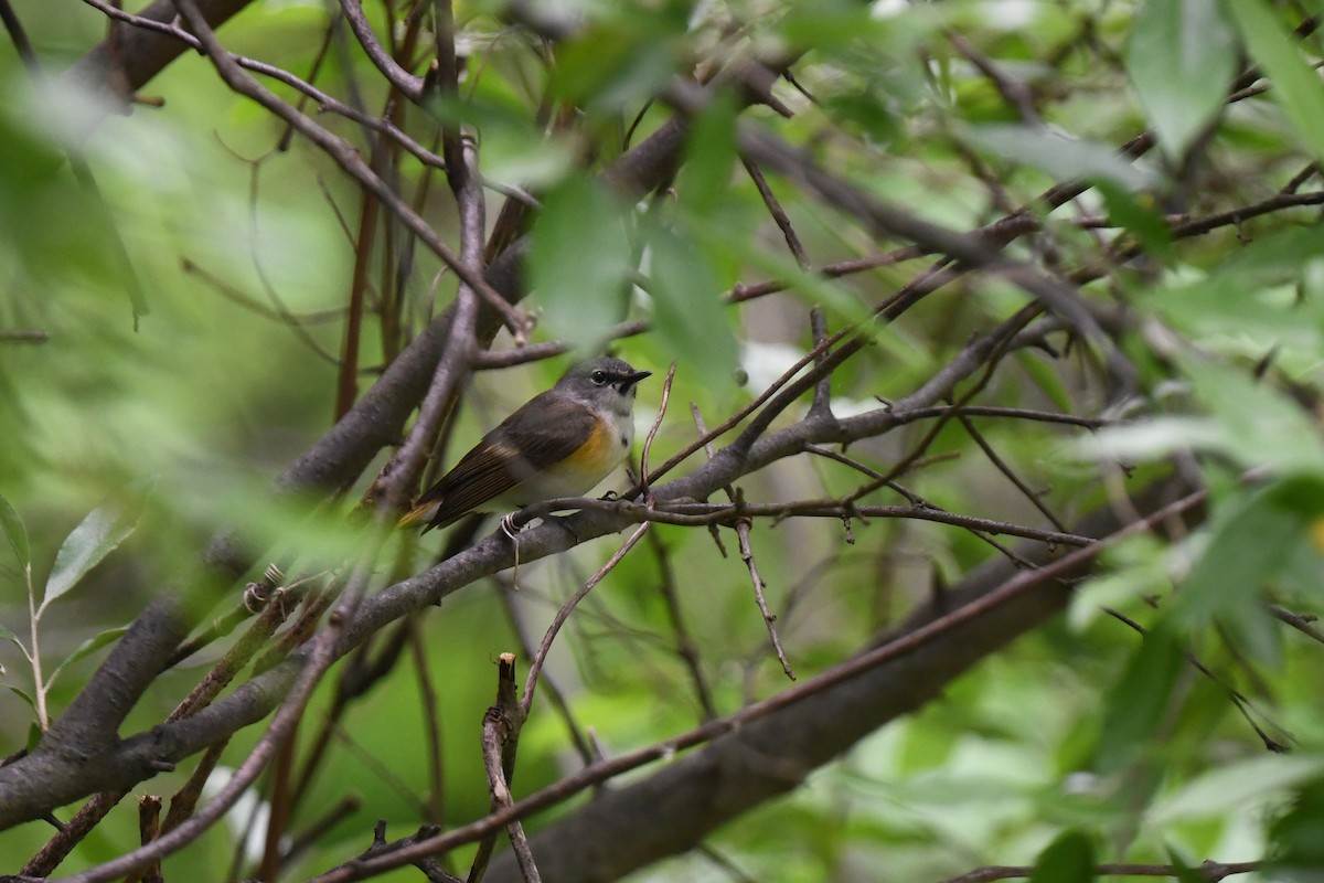 American Redstart - ML619251253