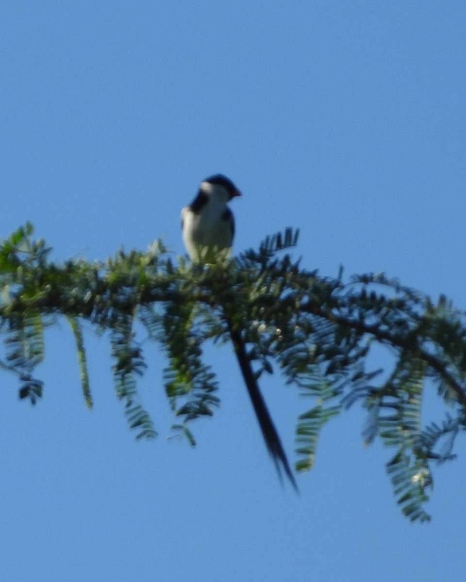 Pin-tailed Whydah - Nick Komar