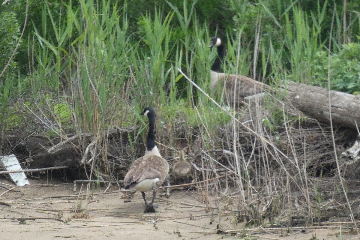 Canada Goose - Anonymous