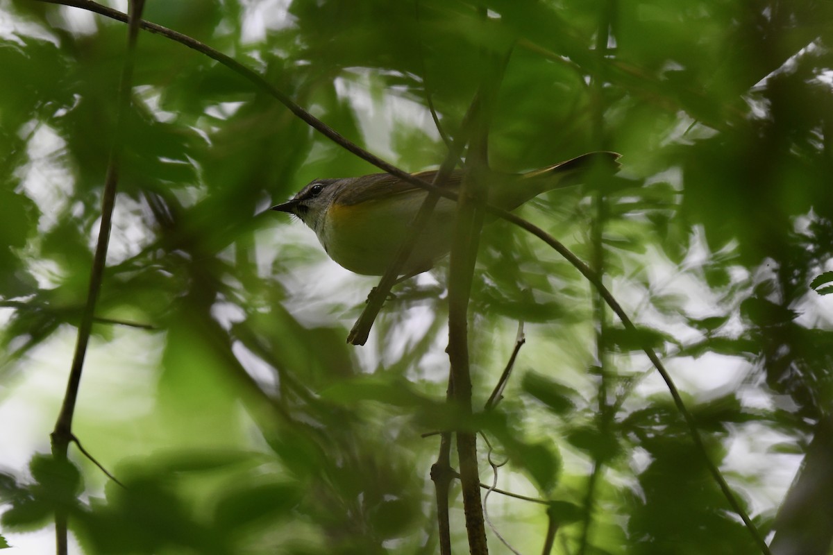 American Redstart - joe demko