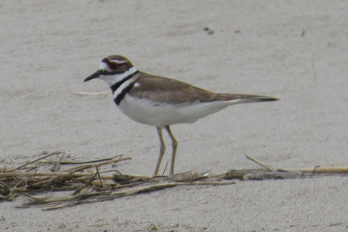 Killdeer - Anonymous