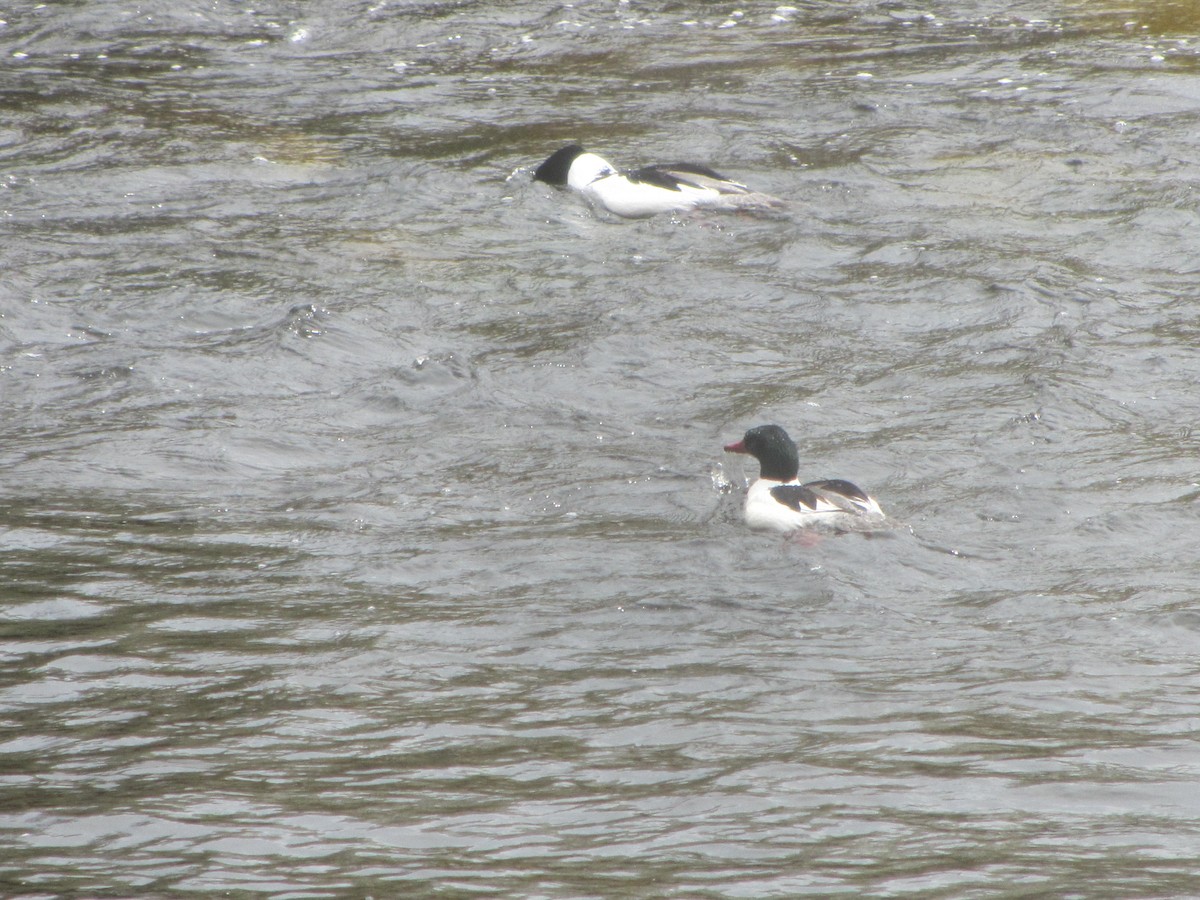 Common Merganser - ML619251287