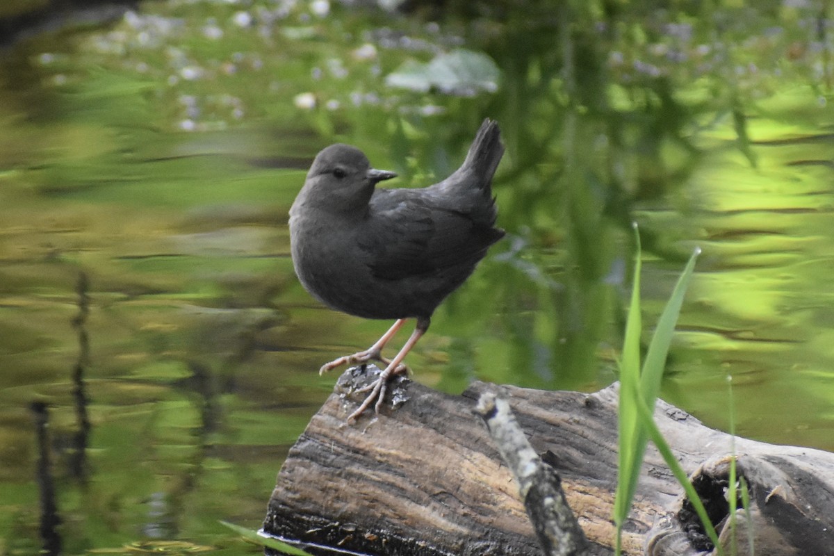 American Dipper - Nathan O'Reilly