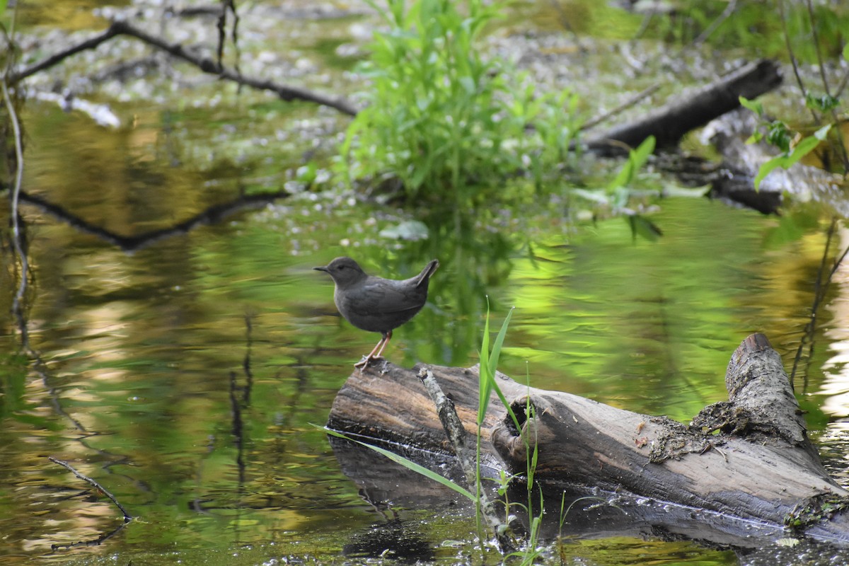 American Dipper - Nathan O'Reilly