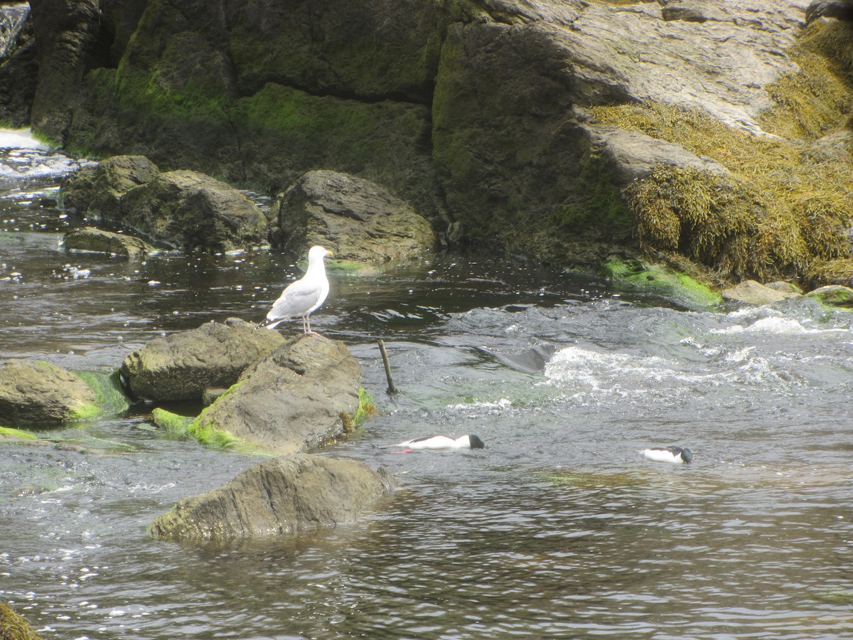 Common Merganser - ML619251301