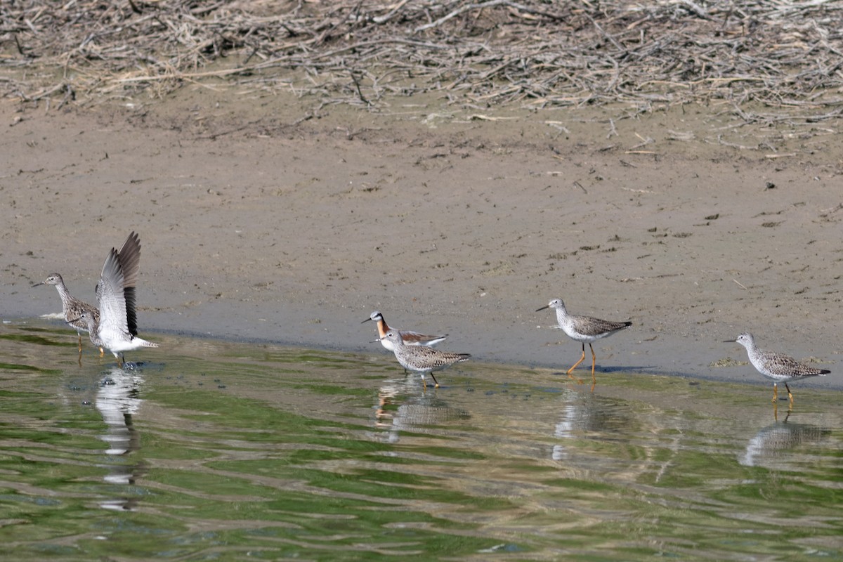 Lesser Yellowlegs - Marshall Iliff