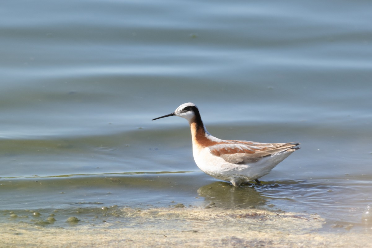 Wilson's Phalarope - Marshall Iliff