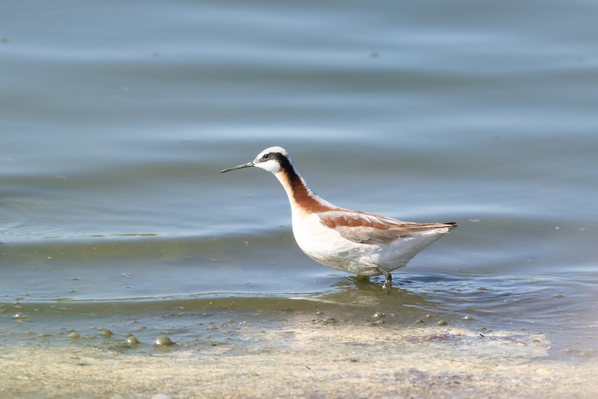 Wilson's Phalarope - Marshall Iliff